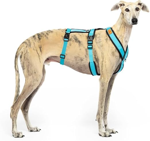 Arnés de 3 Puntos Antiescape Antitirones - Ideal para Lebreles: Galgo Italiano, Whippet, Galgo, Podenco - Seguro, Transpirable y Duradero Caminar, Entrenar y Correr - Celeste, M