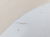 Parche para tambor de 14 pulgadas (356 mm) Genera HD Dry Evans